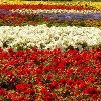 Floral Display, Moscow