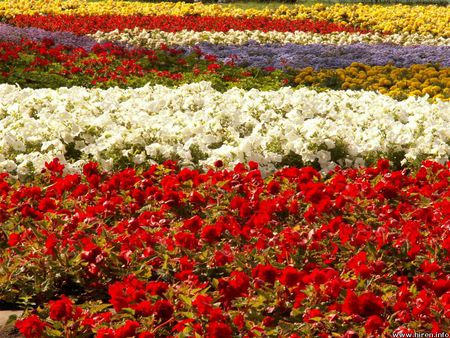 Floral Display, Moscow - flower beds, moscow, garden, display