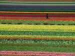 Tulip Farm, Netherlands