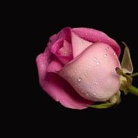 Pink, wet rose