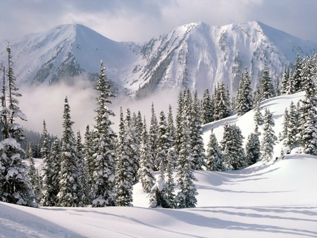 A Winter Wonderland - christmas, snow, trees, mountain