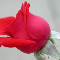 Superb Red Rose