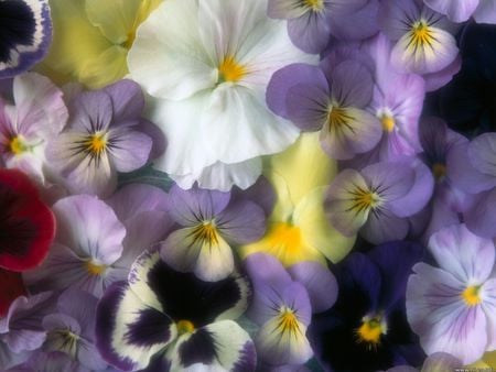 Pansy Bed - flowers, pansy, flowerbed