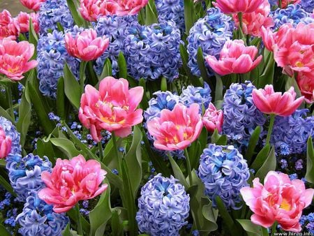 Pink Tulips  - flowers, purple flowers, garden bed, pink tulips