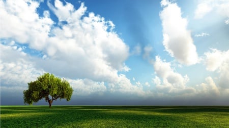 Standing Alone - field, grass, summer, tree