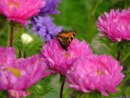 Flower Garden - blooms, butterfly, flowers, garden