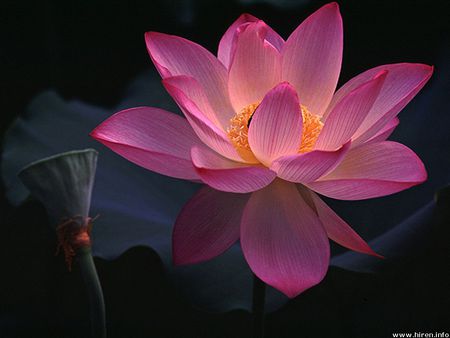 Pink Waterlily - flower, pond, pink, waterlily