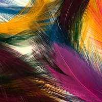 multicolor feathers