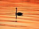 Swan - Sunset Lake