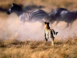 Cheetah running