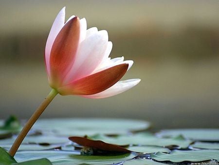 Soft Waterlily - soft pink, pond, flower, waterlily