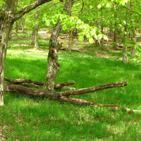 green forest