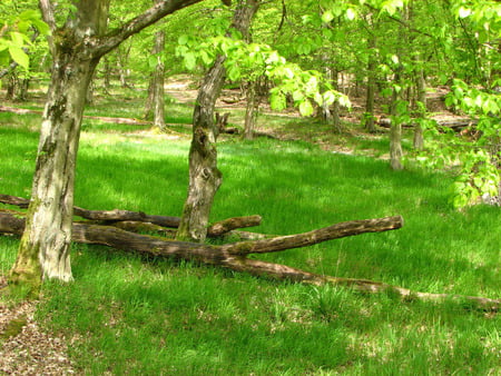 green forest - forest, other, grass