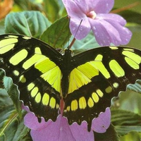 Yellow & black butterfly