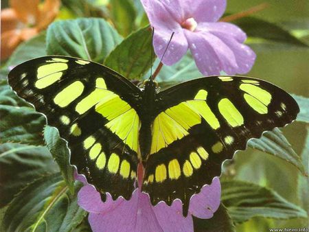 Yellow & black butterfly - butterfly, flowers, garden