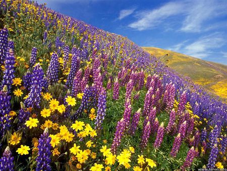 The Scent of Spring - california, mountainside, wildflowers, springtime