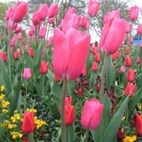 Pink Tulips, Wicksteed Park