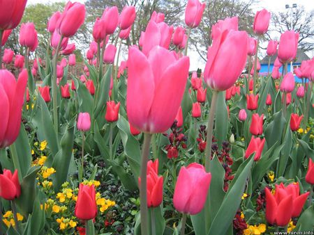 Pink Tulips, Wicksteed Park - park, pink tulips, flowers, garden