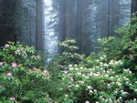 Redwoords & blooming Rhododenrons, California