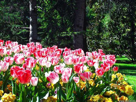 Tulip Display - trees, tulips, park, flowers, flower bed, garden