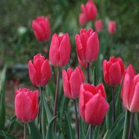 Deep Pink Tulips