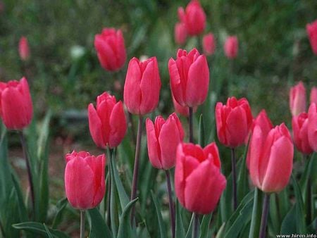 Deep Pink Tulips - tulips, flowers, deep pink