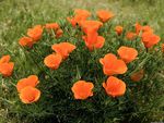 Californian Poppies, Los Angeles