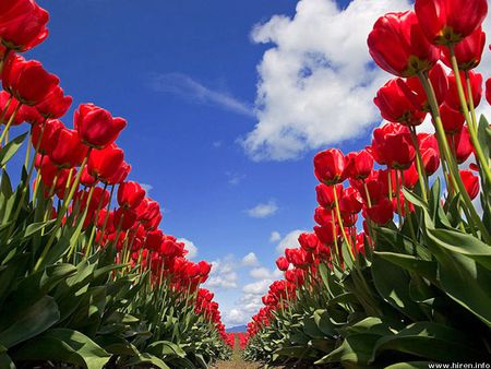 Tulip Festival - display, tulips, gardenbeds, flowers, festival