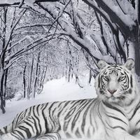white-tiger