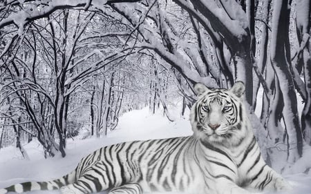 white-tiger - hot, cat, animals, kool, white-tiger