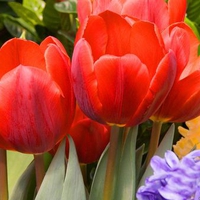 Red Tulips