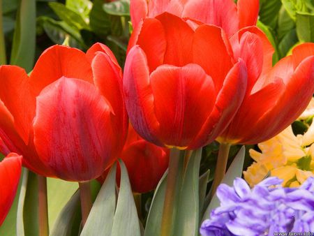 Red Tulips - flowers, garden, red tulips