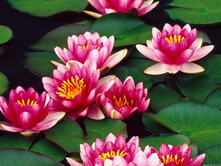 Water Lilies - flowers, pink water lilies, pond, lily pads