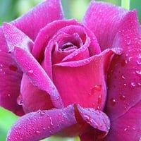 Wet pink rose