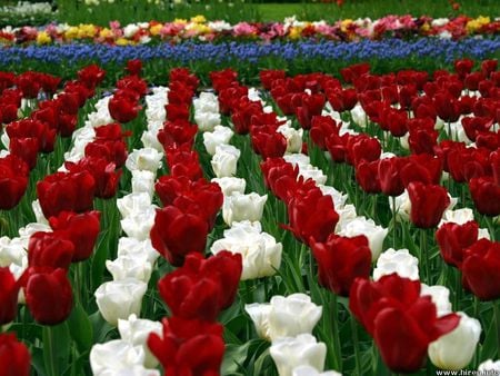 White & Red Tulips - flowers, tulips, white, display, red, rows