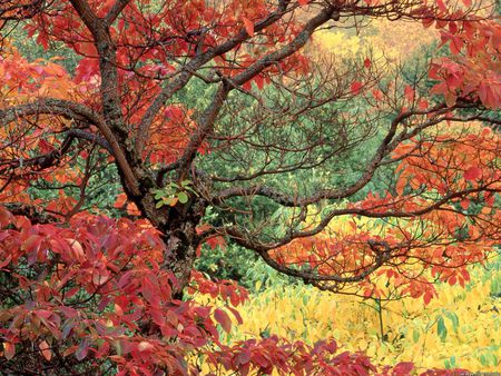 Sassafras in autumn - oregon, tree, sassafrras, autumn leaves