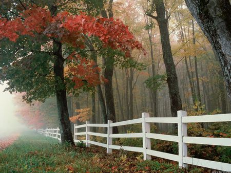 Autumn Splendor - misty, fall, trees, fence line in autumn, autumn, white fence, autumn walk