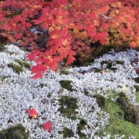 Autumn Vine Maple & Lichens