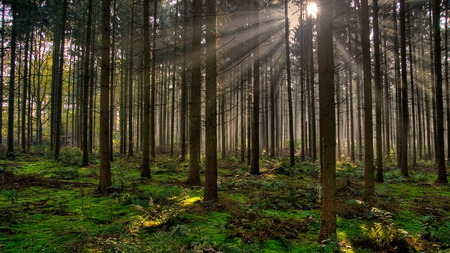 morning-sunrays - nature, autumn, hot, morning, forest