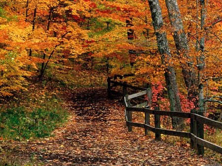 McCormick Creek State Park, Indiana - trees, indiana, autumn colours, fence, park