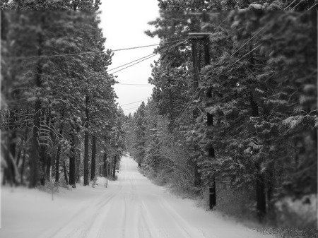 winter forest - winter, gray, road, black and white, forest, sky