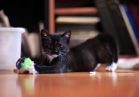 Lovely Kitten - tabby, pet, animal, kitten, cats, nice, black cat, ball, beautiful, beauty, lovely, sweet, toy, playing, cat, black, playful, white, cute, animals, kitty