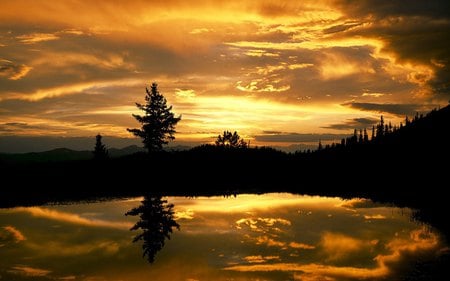 San Isabel National Forest Colorado - nature, forest