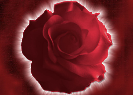 Wallpaper Rose . jpg - upclose, rose, red, smells