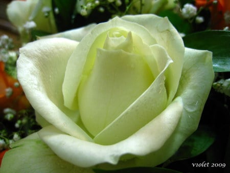 white rose img  2548. jpg - white, pure, nature, rose