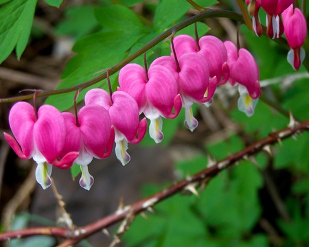 Bleeding20Hearts201280x1024. jpg - bleeding, flower, plant, hearts