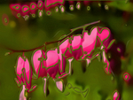 Closeup view of string of delicate  Bleeding  Hearts pop art wallpaper. jpg