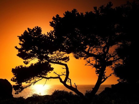 28jpg - tree, nature, sunset, black