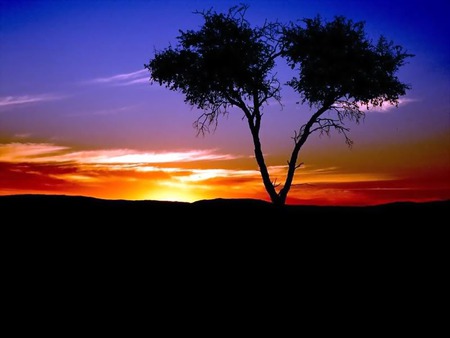 sunset wallpaper . jpg - tree, nature, sunset, colorful