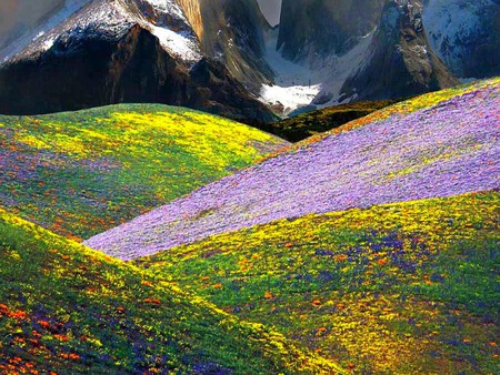 Beautiful Landscape - landscape, cool, mountain flowers, beautiful